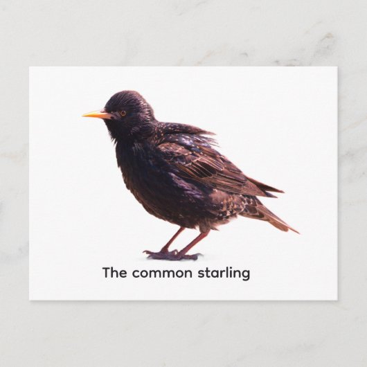 Spreeuw  briefkaart (Voorkant)
