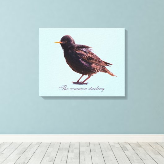 Spreeuw  canvas afdruk (Insitu (Houten vloer))