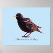 Spreeuw poster (Voorkant)