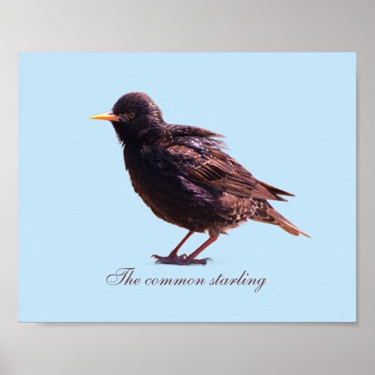 Spreeuw poster (Voorkant)