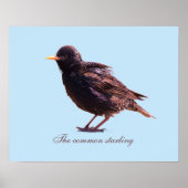 Spreeuw  poster (Voorkant)