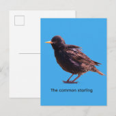 Spreeuw uitnodiging briefkaart (Voorkant / Achterkant)