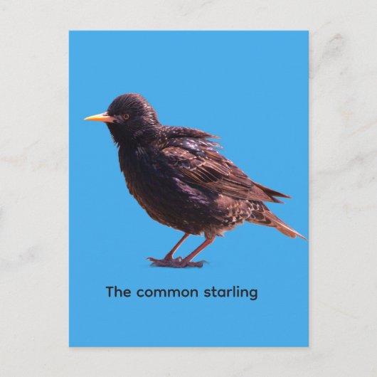 Spreeuw uitnodiging briefkaart (Voorkant)