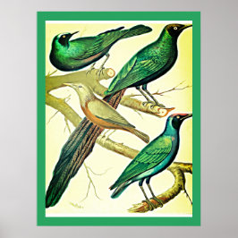 spreeuwen en mynaikvogels poster