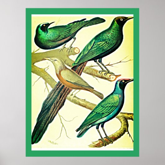  spreeuwen en mynaikvogels poster (Voorkant)