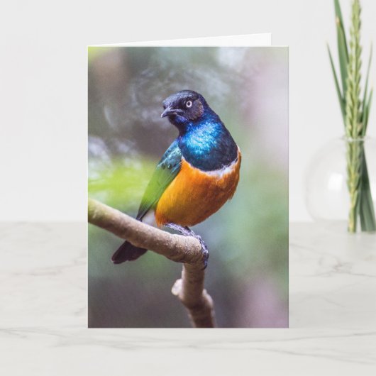 spreeuwvogel zittend op boom ledemaat kaart (Voorkant)