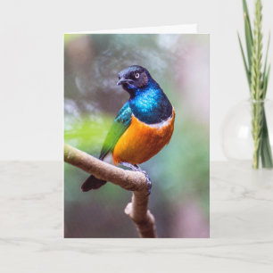 spreeuwvogel zittend op boom ledemaat kaart