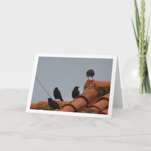 Spreeuwvogels op Rooftop Kaart (Voorkant)