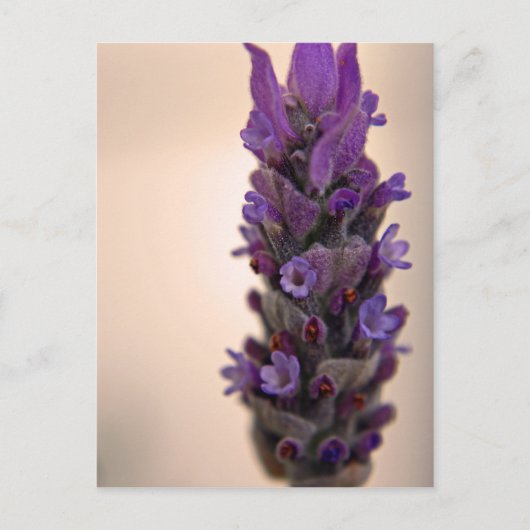 Sprig van Lavender Briefkaart (Voorkant)