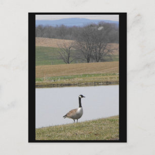 ~ Spring 65 ~ Briefkaart