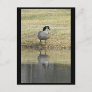 ~ Spring 71 ~ Briefkaart