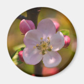 Spring Apple Blossom Magneet (Voorkant)