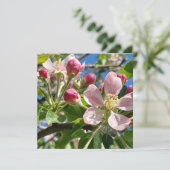 Spring Apple Blossoms (Staand voorkant)