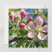 Spring Apple Blossoms (Voorkant)
