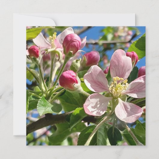 Spring Apple Blossoms (Voorkant)