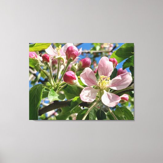 Spring Apple Blossoms Canvas Afdruk (Voorkant)