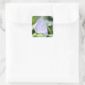 Spring Azure Butterfly Sticker (Tas)