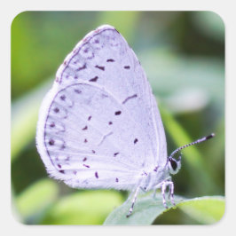 Spring Azure Butterfly Sticker