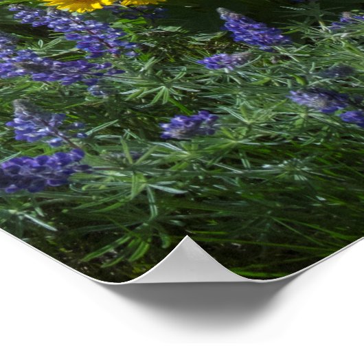 Spring Balsam Superbloom Poster (Hoek)