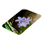 Spring Beauty a Paarse Wildflower Abstract Magneet (Linkerzijde)