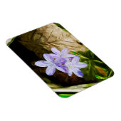 Spring Beauty a Wildflower Abstract Impressionisme Magneet (Rechterzijde)