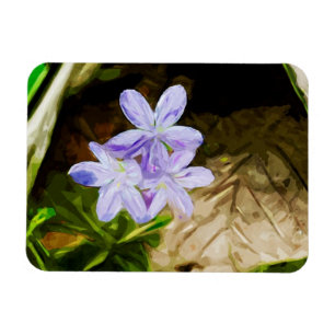 Spring Beauty a Wildflower Abstract Impressionisme Magneet