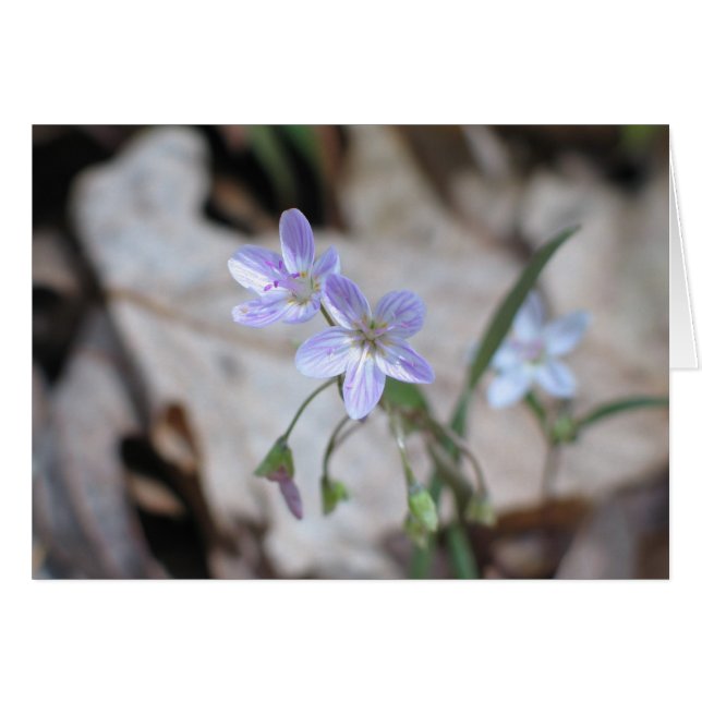 Spring Beauty - Gepersonaliseerd (Voorkant Horizontaal)