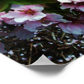 SPRING BEAUTY JAPANESE MAGNOLIA poster (Hoek)