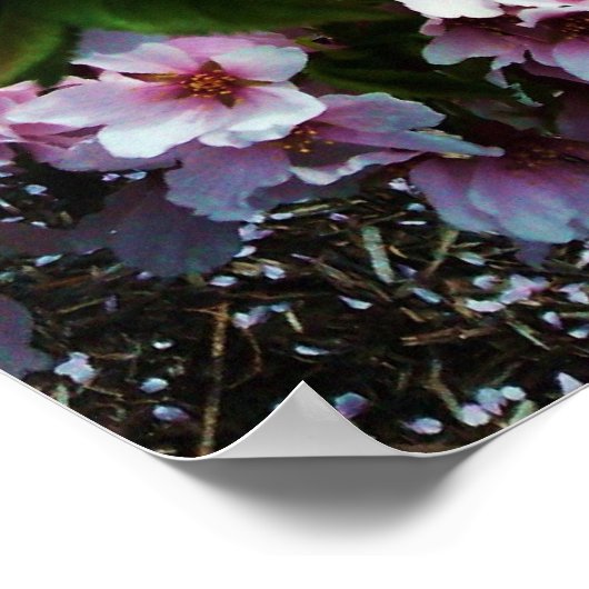 SPRING BEAUTY JAPANESE MAGNOLIA poster (Hoek)