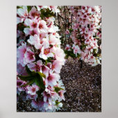 SPRING BEAUTY JAPANESE MAGNOLIA poster (Voorkant)
