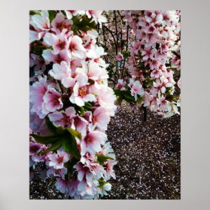 SPRING BEAUTY JAPANESE MAGNOLIA poster