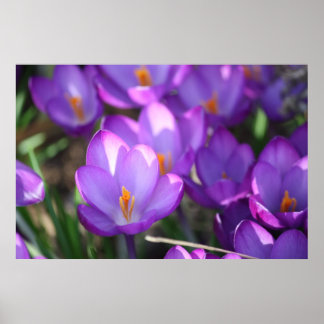 Spring Beauty Poster