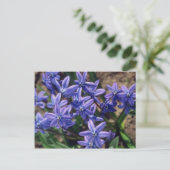 Spring Beauty (Scilla Sibirica) bloemen Briefkaart (Staand voorkant)