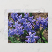 Spring Beauty (Scilla Sibirica) bloemen Briefkaart (Voorkant / Achterkant)