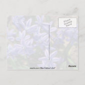 Spring Beauty (Scilla Sibirica) bloemen Briefkaart (Achterkant)