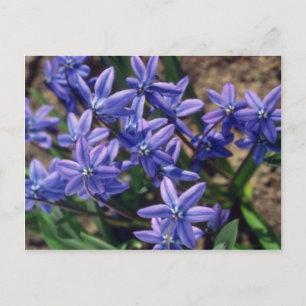 Spring Beauty (Scilla Sibirica) bloemen Briefkaart
