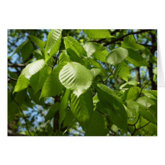 Spring Birch Leaves Green Tree (Voorkant Horizontaal)