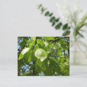 Spring Birch Leaves Green Tree Briefkaart (Staand voorkant)