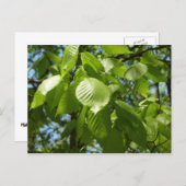 Spring Birch Leaves Green Tree Briefkaart (Voorkant / Achterkant)