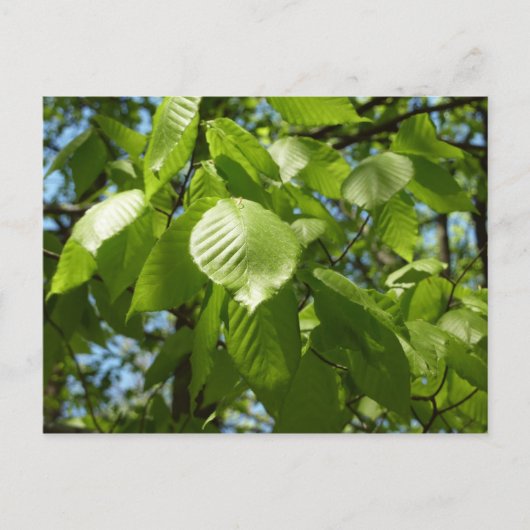 Spring Birch Leaves Green Tree Briefkaart (Voorkant)