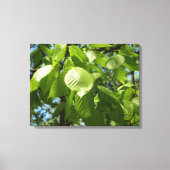 Spring Birch Leaves Green Tree Canvas Afdruk (Voorkant)