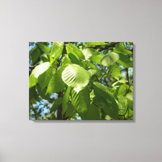 Spring Birch Leaves Green Tree Canvas Afdruk (Voorkant)