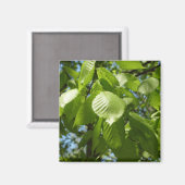 Spring Birch Leaves Green Tree Magneet (Voorkant / Achterkant)