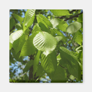 Spring Birch Leaves Green Tree Magneet
