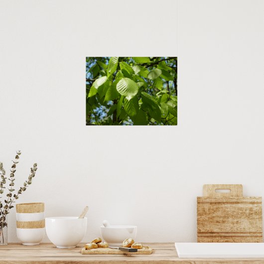 Spring Birch Leaves Green Tree Poster (Keuken)