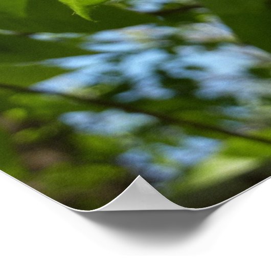 Spring Birch Leaves Green Tree Poster (Hoek)