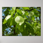 Spring Birch Leaves Green Tree Poster (Voorkant)
