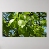 Spring Birch Leaves Green Tree Poster (Voorkant)