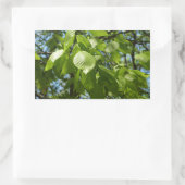 Spring Birch Leaves Green Tree Rechthoekige Sticker (Tas)