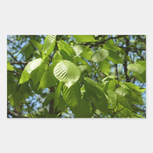 Spring Birch Leaves Green Tree Rechthoekige Sticker (Voorkant)